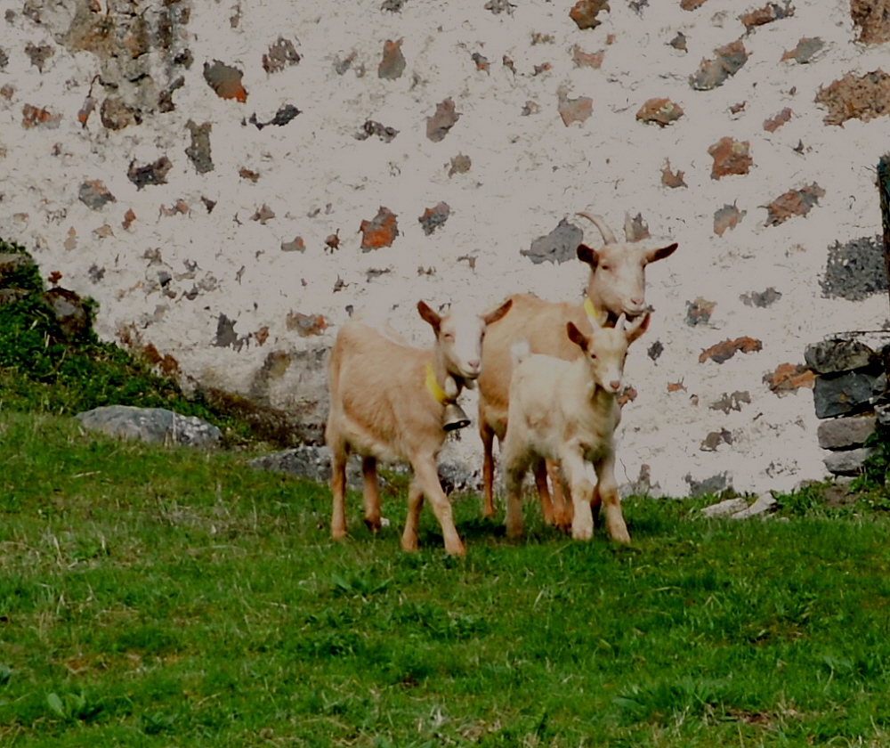 chèvres Laveissière.jpg