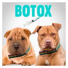 Le botox pour chien.jpg