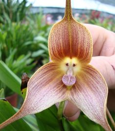 orchidee singe.jpg