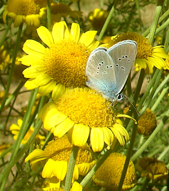 papillon bleu.JPG