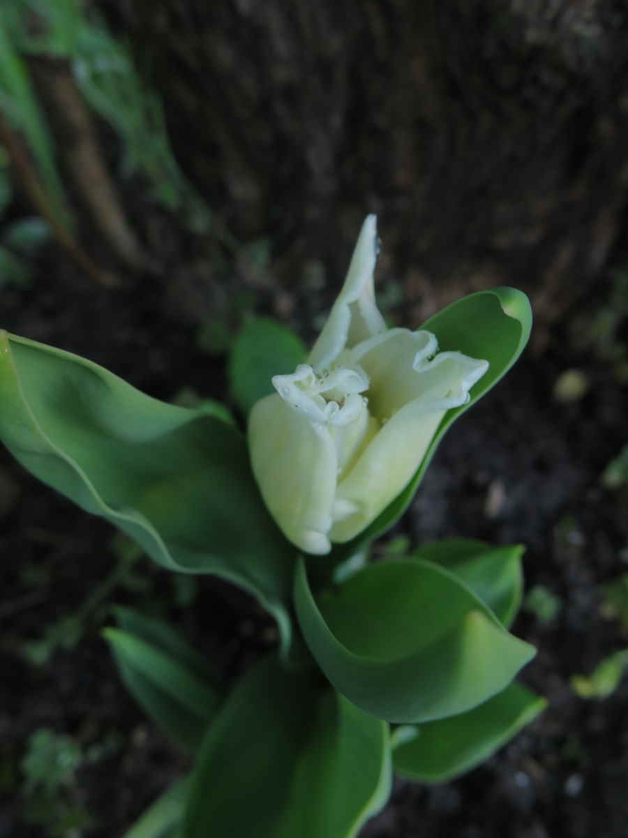 tulipes 01.jpg