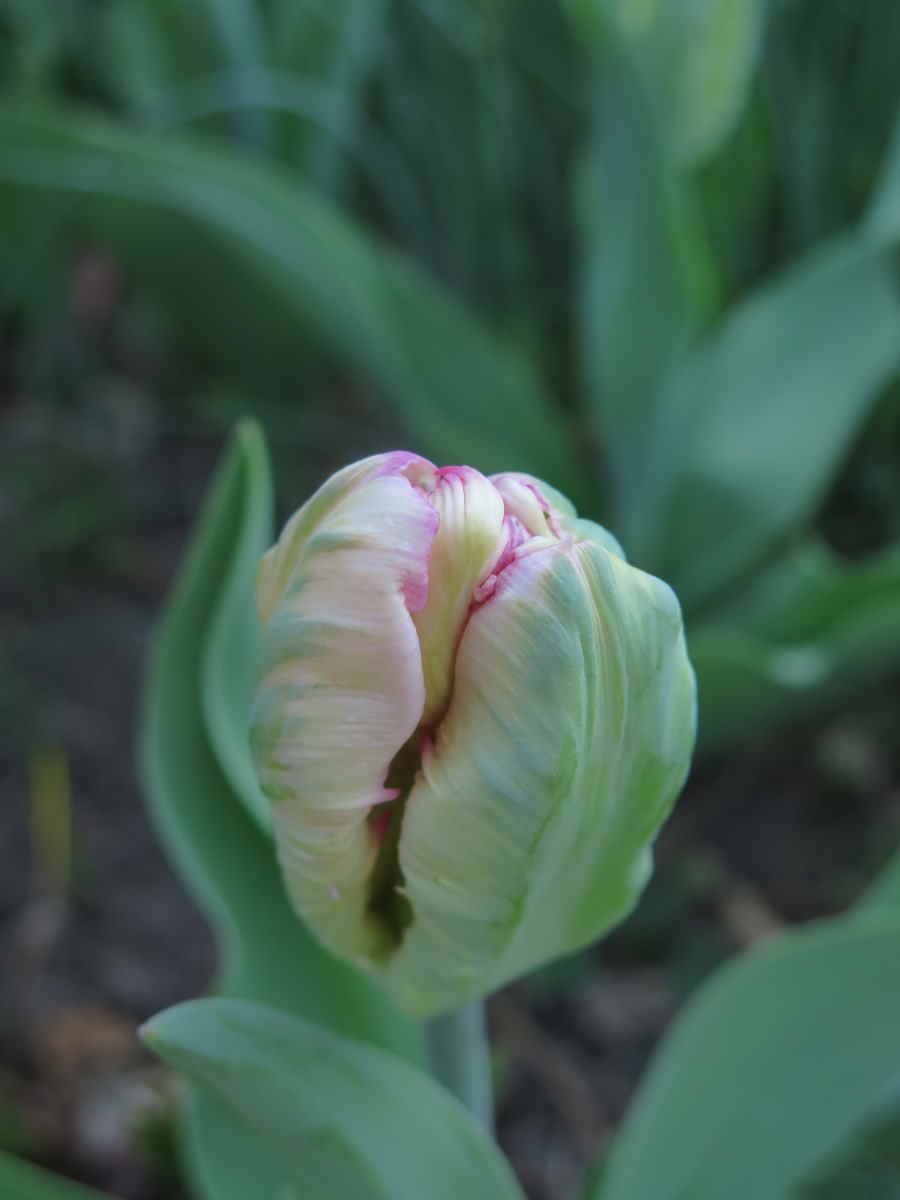 tulipes 02.jpg