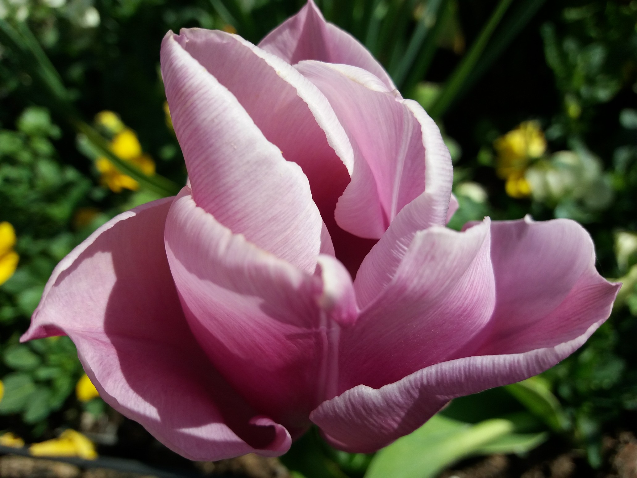 Tulipe rose tendre