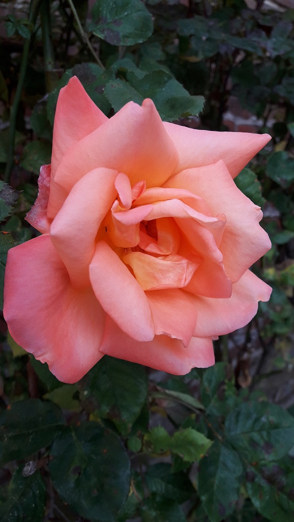 rose 1.jpg