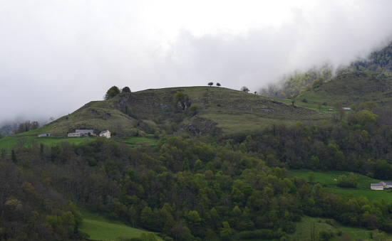 petits arbres.jpg