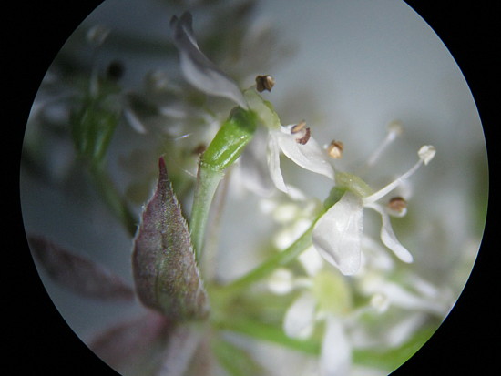 fleurs à la loupe.jpg