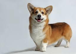 welsh corgi.jpg