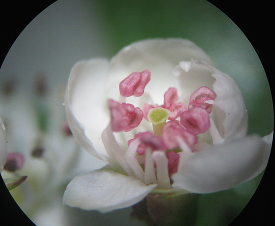 fleur à la loupe.jpg