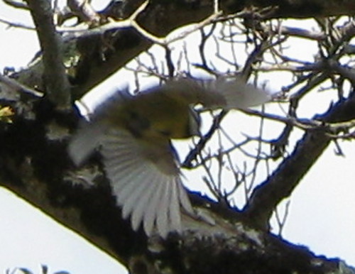 mésange charbonnière.jpg