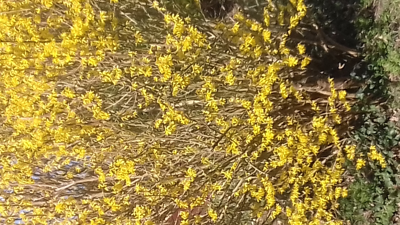 Forsythia.jpg