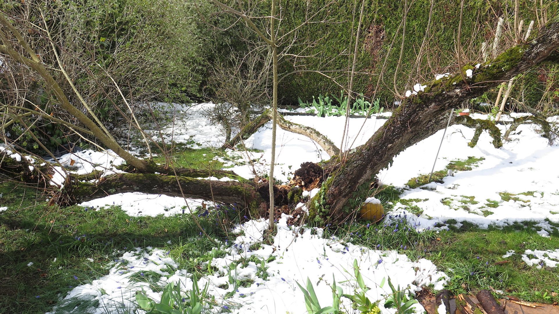 arbre explosé.jpg