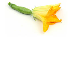 fleur de courgette.jpg