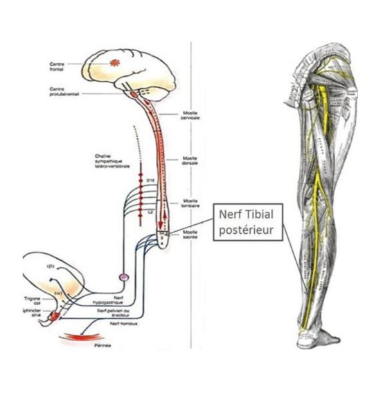 nerf tibial1.jpg