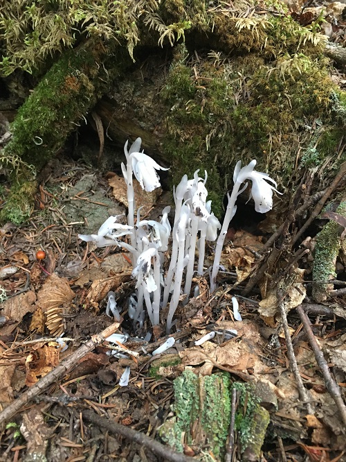 Monotropa uniflora.jpg