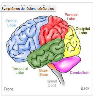 figure du cerveau.png