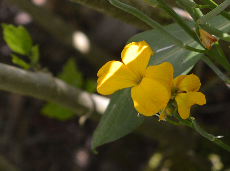 fleur jaune.jpg