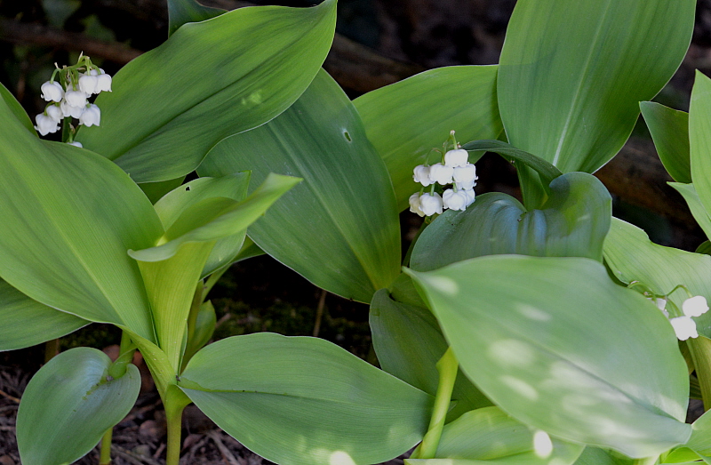 muguet.jpg