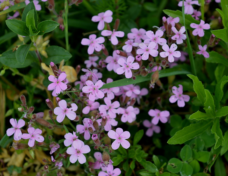 fleurs roses.jpg