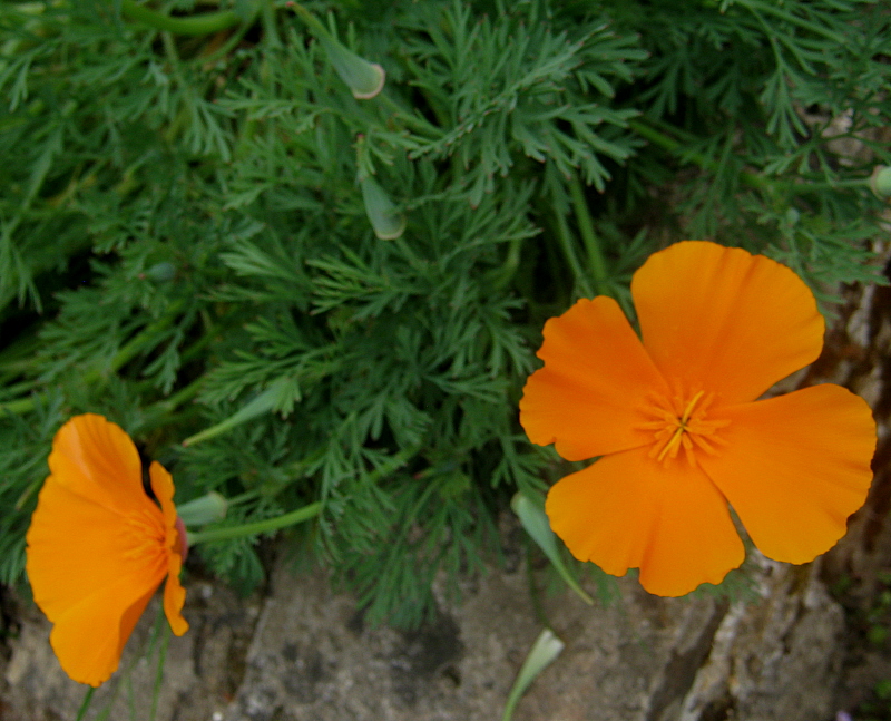 fleurs capucine.JPG