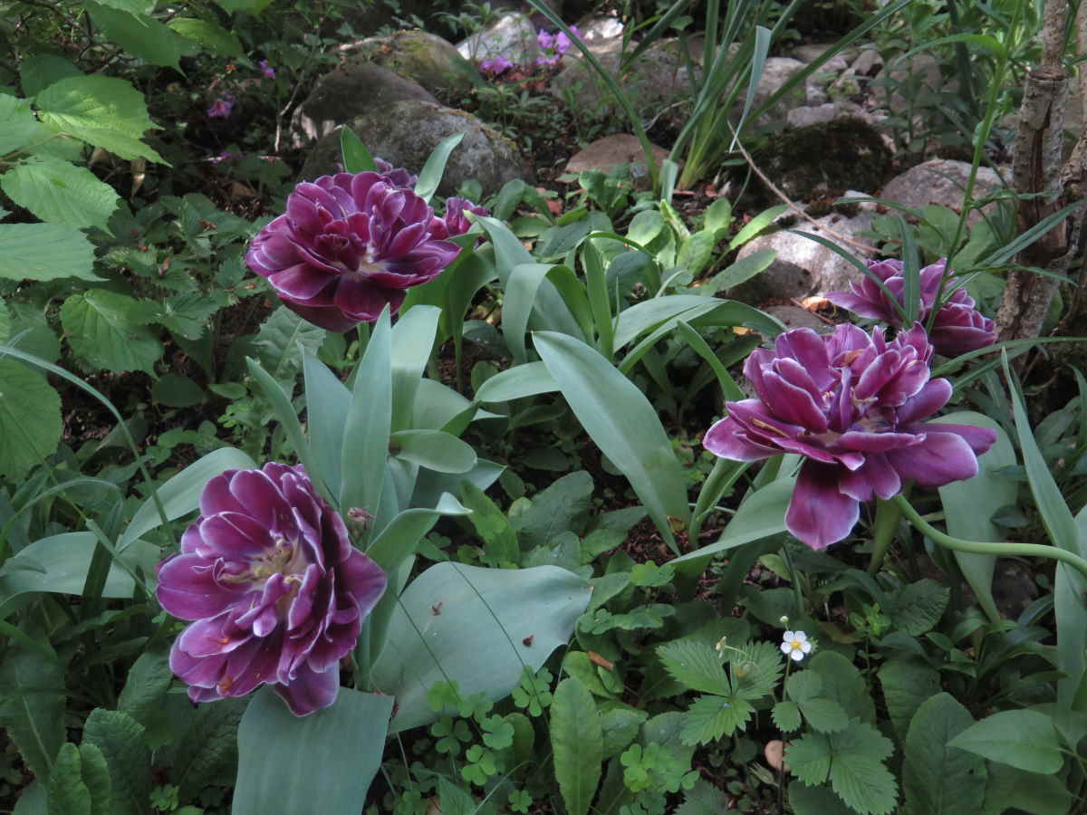 Tulipes pivoines.jpg