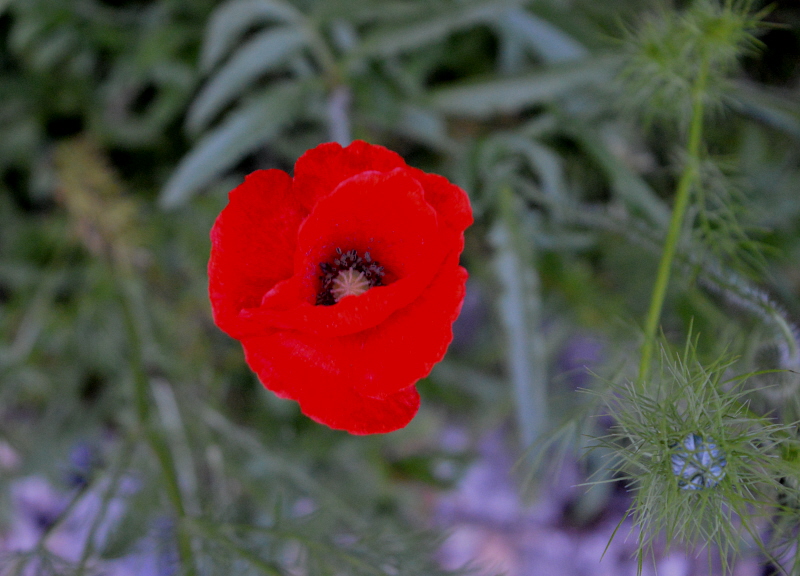 coquelicot.jpg