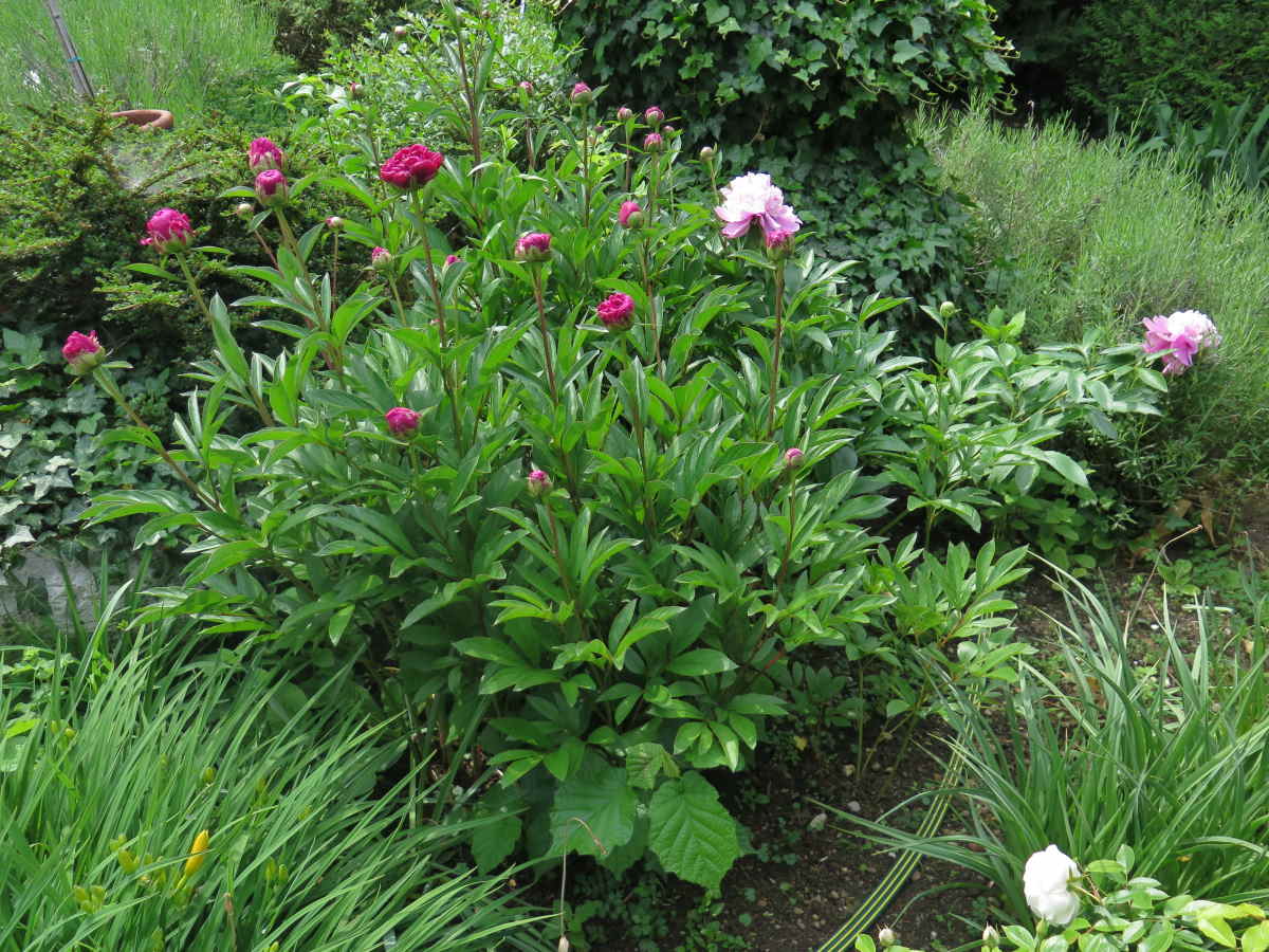 Pivoines roses et rouges.jpg