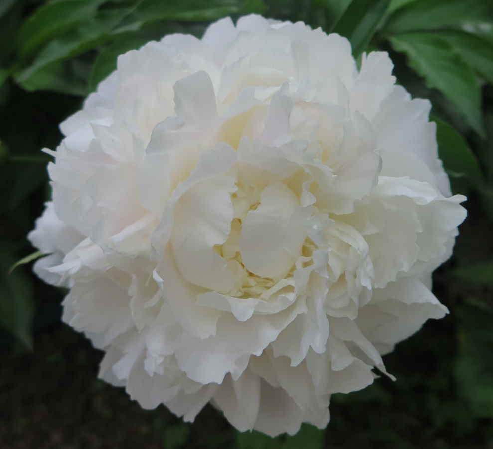 Pivoine blanche.jpg