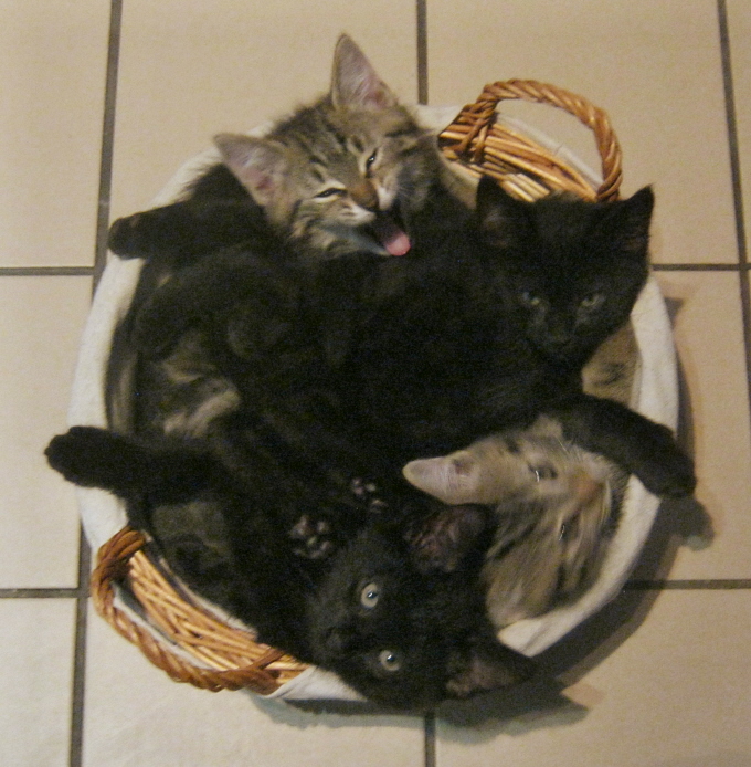 panier de chatons.JPG