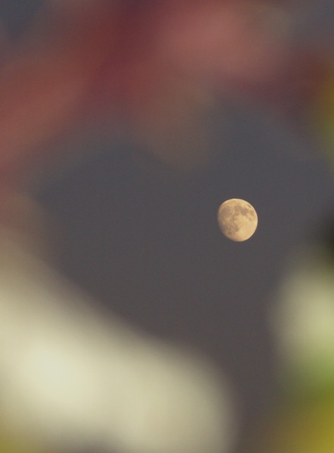 Lune du printemps.JPG