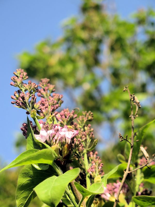 Syringa vulgaris