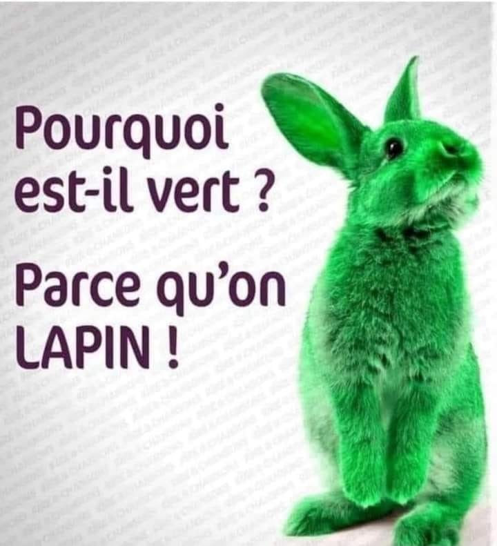 lapin.jpg