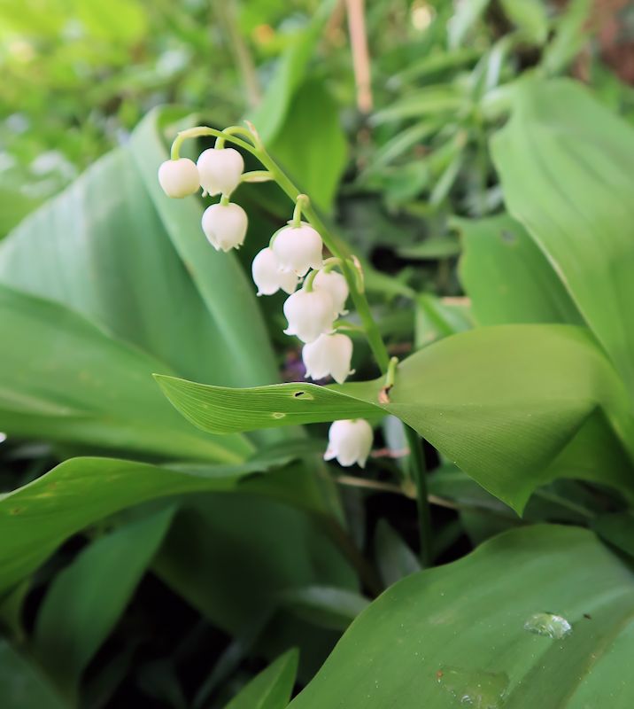 Muguet.jpg