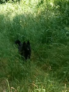 Schipperke en balade.jpg