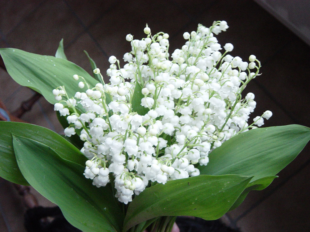 muguet2.jpg