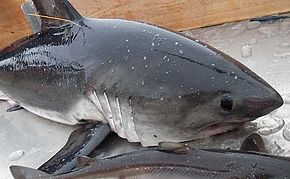 290px-Salmon_shark_afsc.jpg